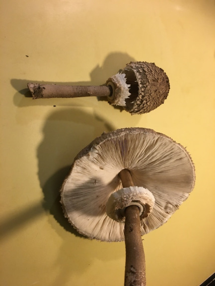 EXPO CHAMPIGNONS